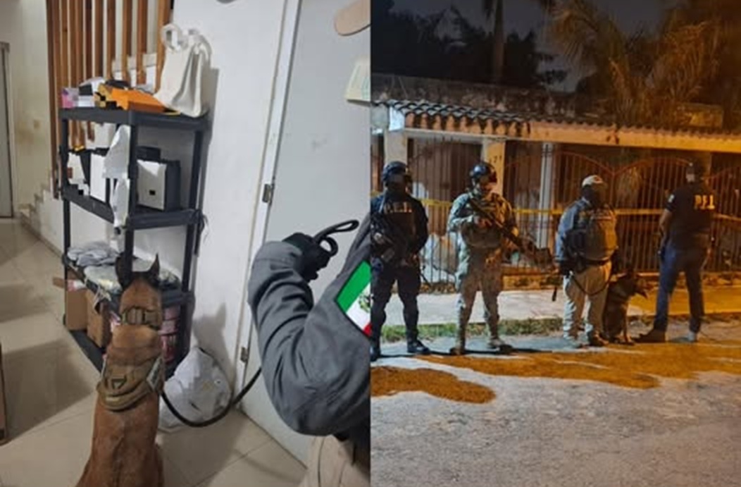 Hallan marihuana y Wax en un cateo antidrogas en la colonia García Ginerés
