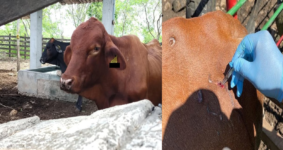 Aparecen 20 nuevos casos de gusano barrenador en ranchos de Yucatán: Dzidzantún y Buctzotz entre ellos