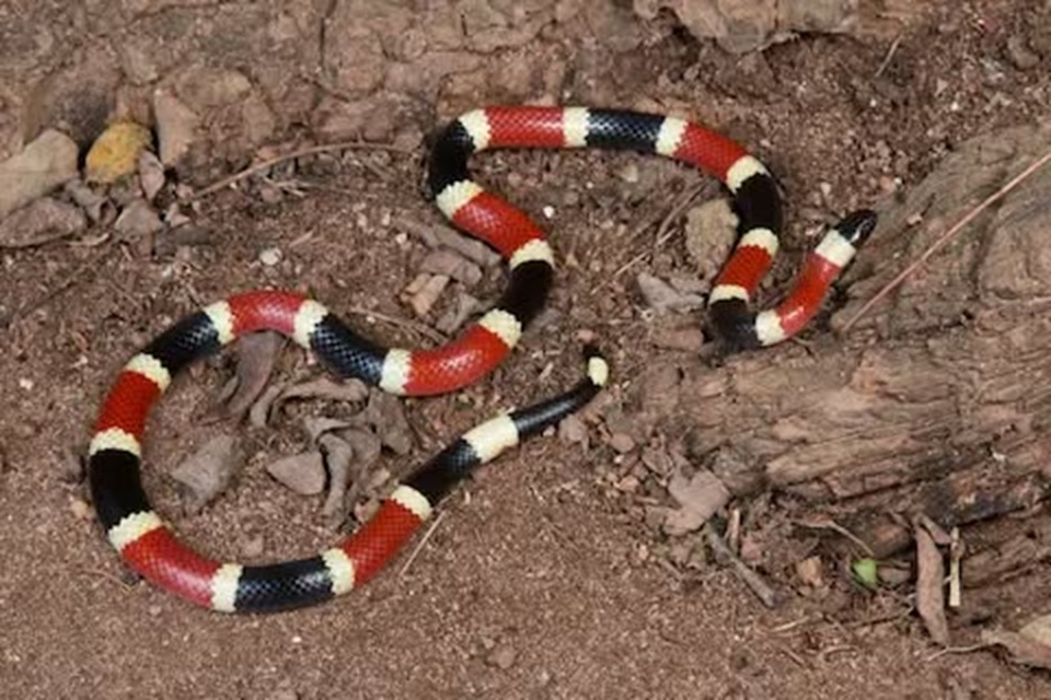 Una serpiente venenosa de coralillo muerde a una niña en Colonia Yucatán