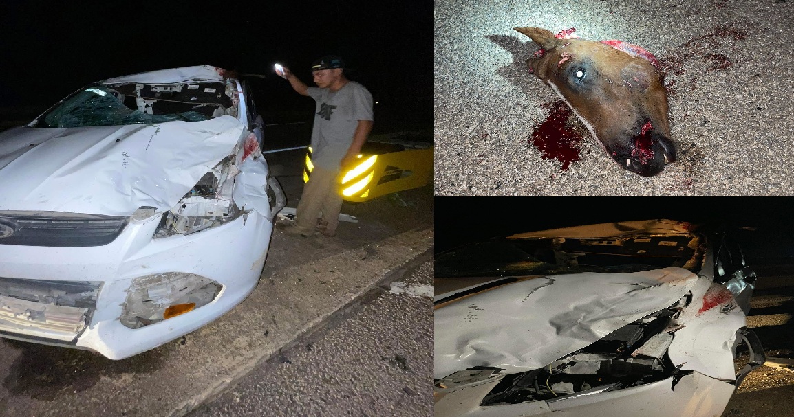 Un automovilista choca contra un caballo, le arranca la cabeza y lo destripa en la Mérida – Campeche
