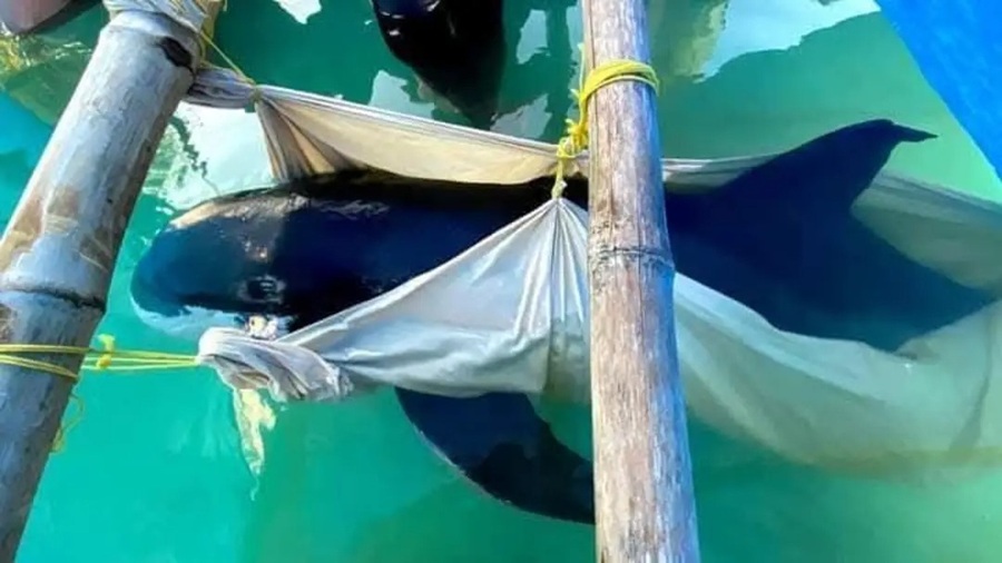 Recala una orca pigmea en Dzilam Bravo