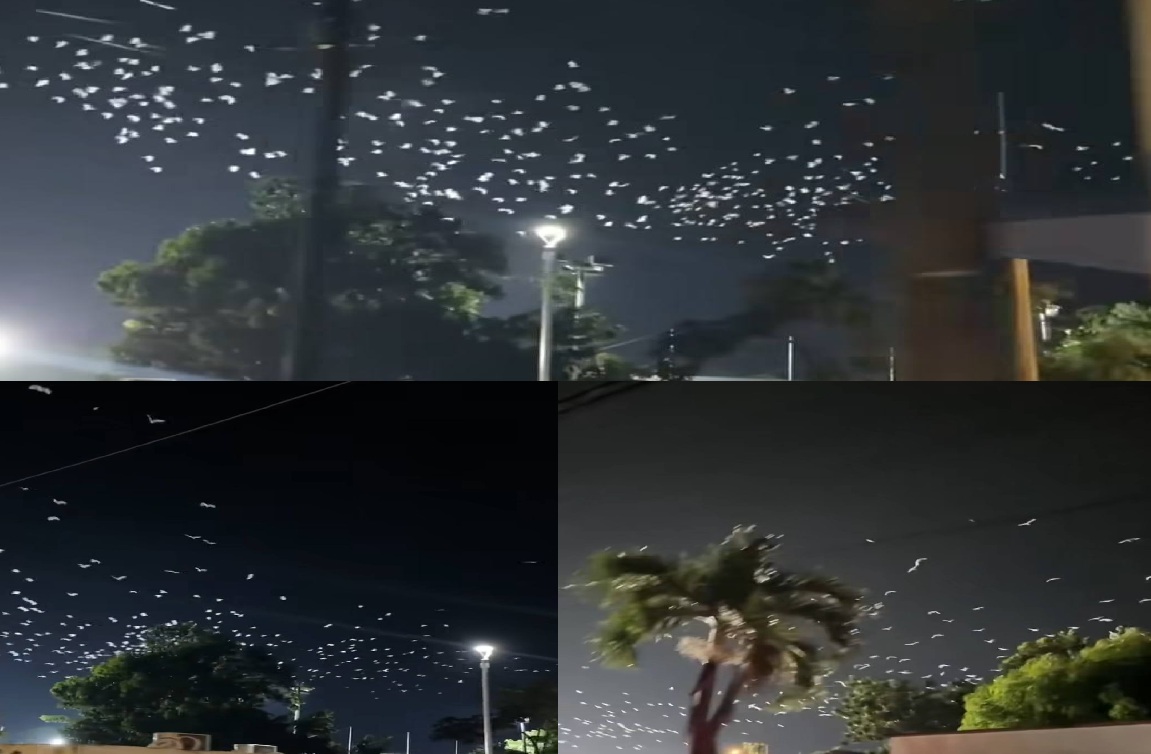 Cientos de aves blancas vuelan en círculo sobre Buctzotz, de noche: Es un mal augurio, dicen