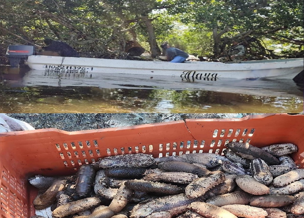 Desmantelan un sancochadero en Dzilam de Bravo y aseguran mas de 148 kilos de pepino de mar sancochado