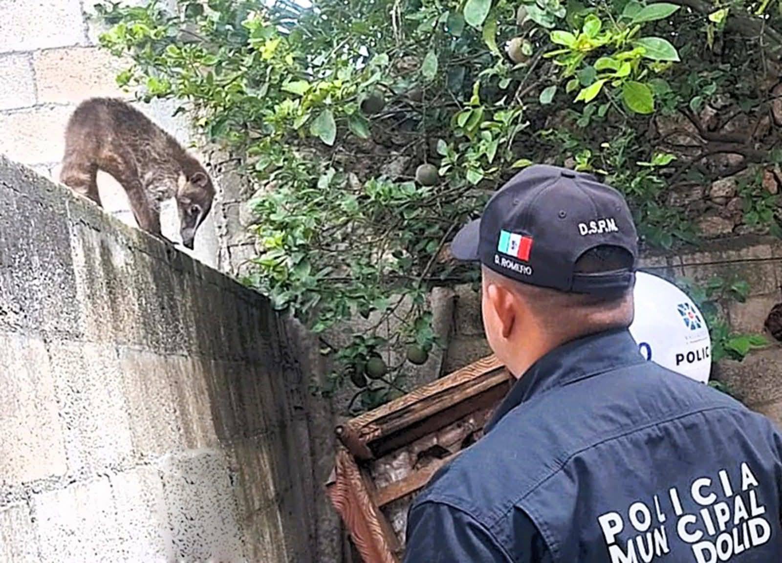 Policía municipal rescata un tejón y lo libera en montes de Valladolid
