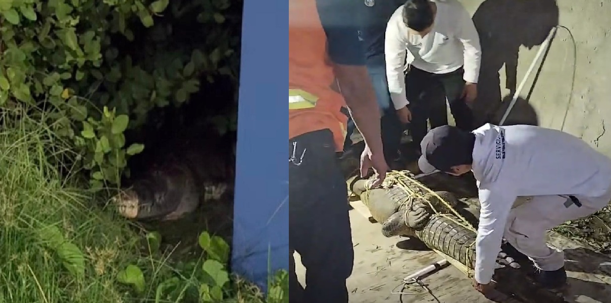 Atrapan en Progreso un enorme cocodrilo cerca del campo deportivo Víctor Cervera