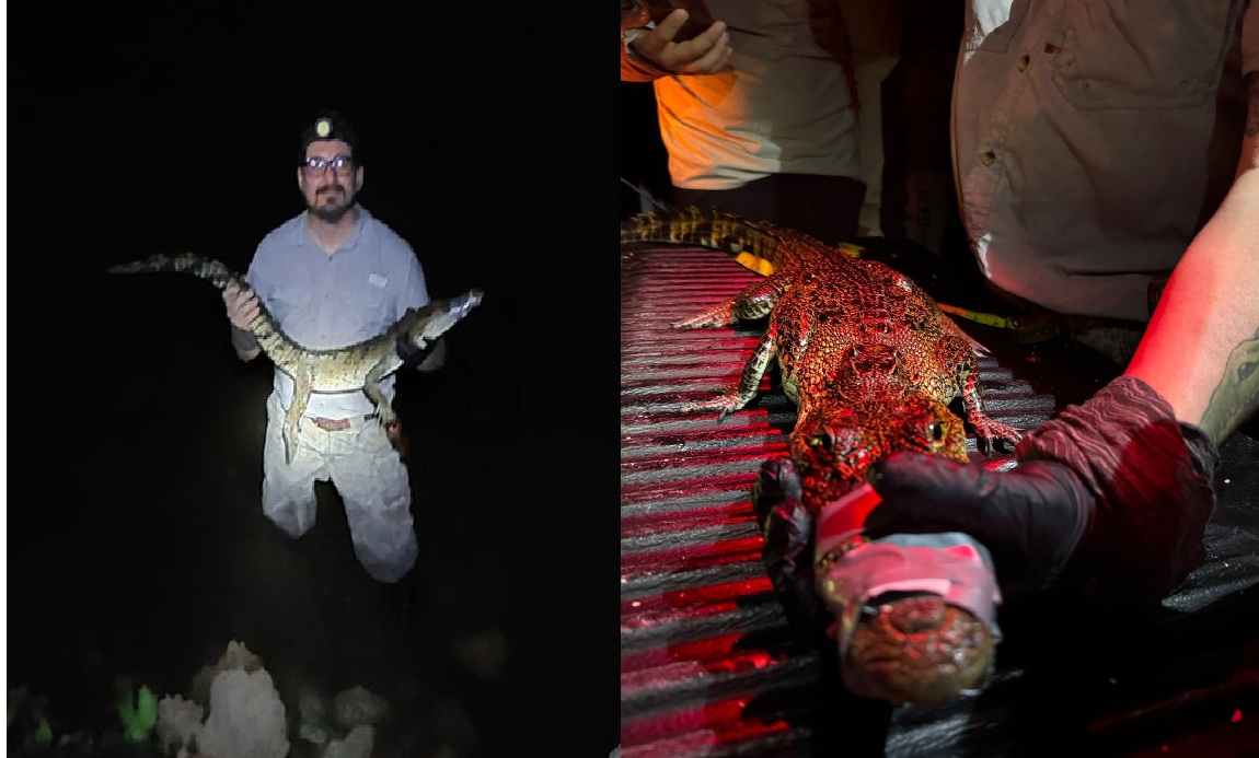 Capturan en Chabihau un lagarto, peligro para nidos de tortuga y lo liberan en la reserva de Dzilam de Bravo