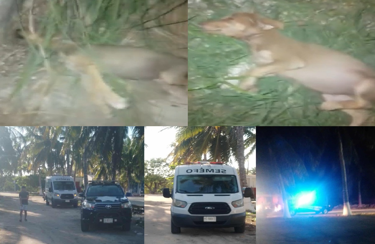 Matan con comida envenenada a perros en Santa Clara Comisaria de Dzidzantún