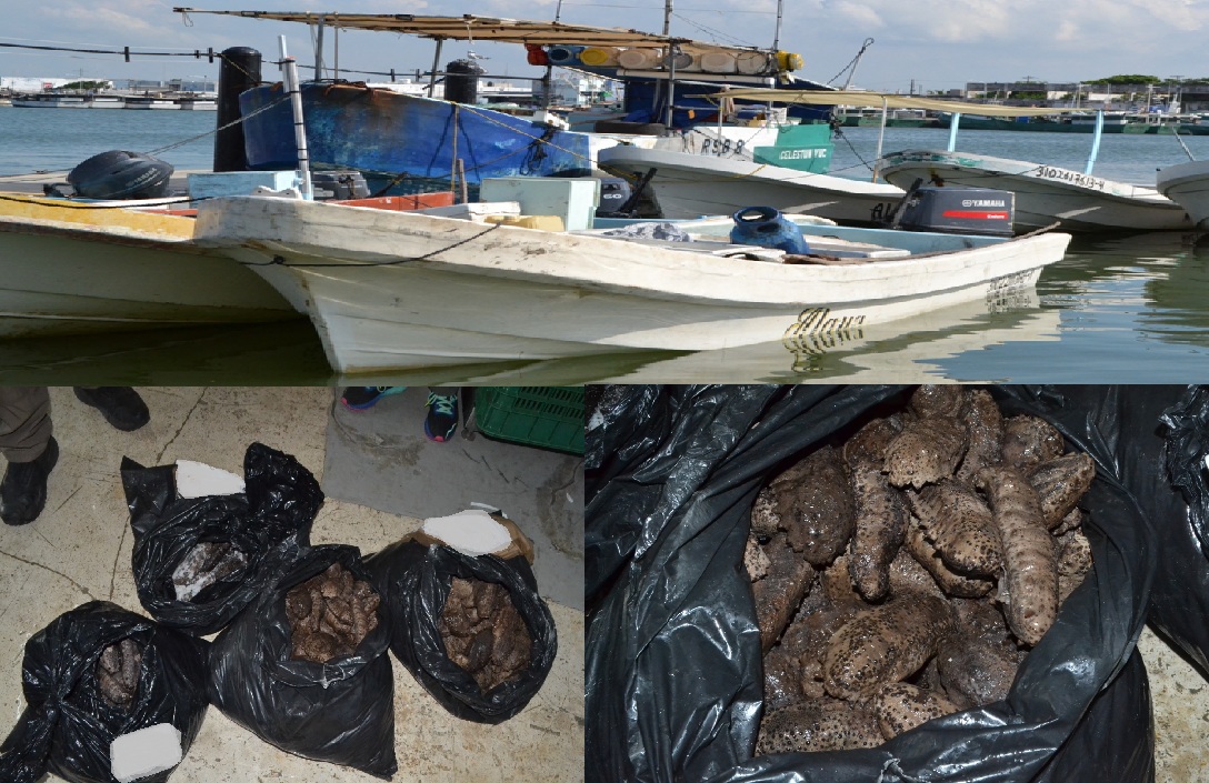 Un juez federal vinculó a proceso a tres Dzilameños por tráfico y comercio de pepino de mar