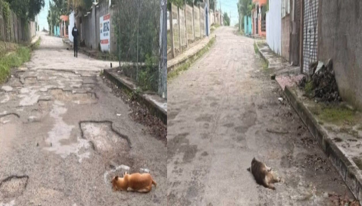Sigue la matanza de perros envenenados en Tizimín: les vale la “Ley Rufo”