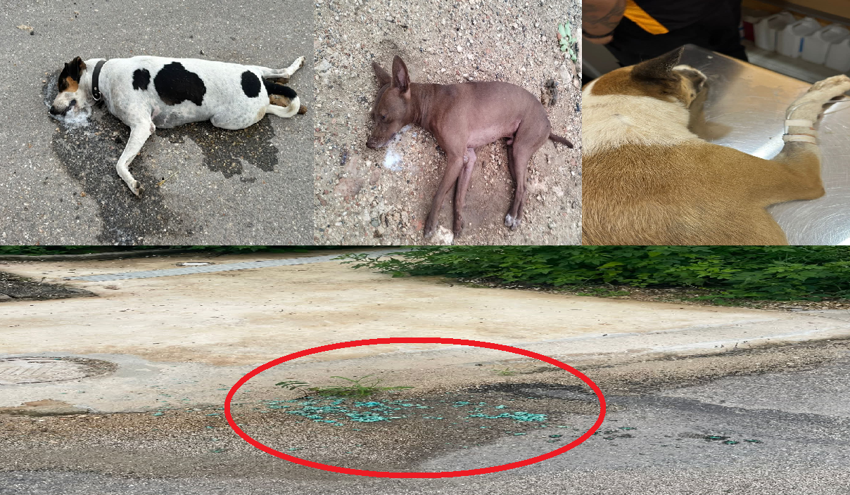 Un desalmado envenena perros en Gran San Pedro Cholul: Piden se castigue al responsable