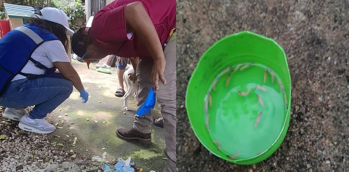 Seyé se suma a los 77 pueblos con casos de gusano barrenador en Yucatán