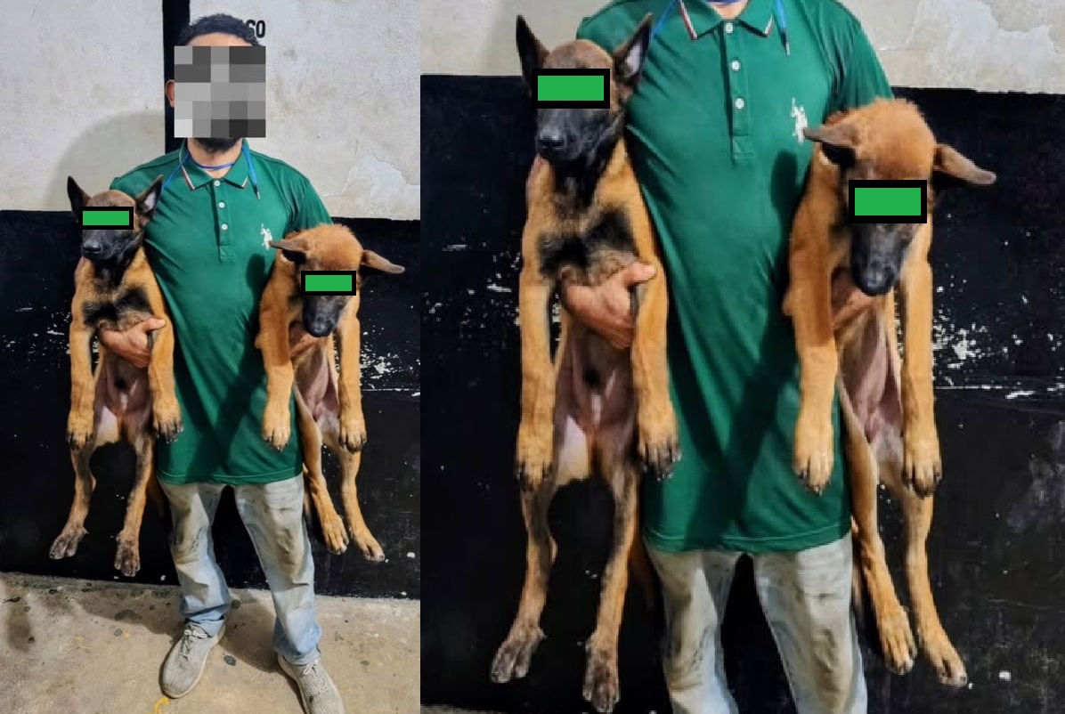 Tizimileño roba dos perros y lo detiene la policía municipal