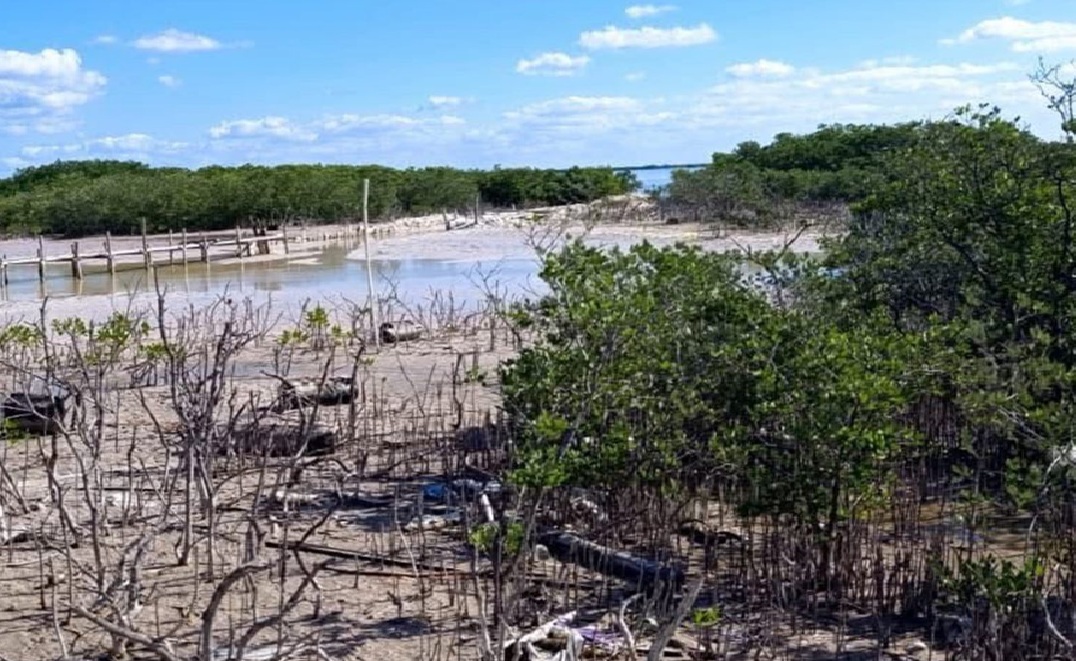 Corrupción en la 4T: Sin ser puertos Mérida Y Motul recibieron más de 12 millones de pesos por reforestar manglares