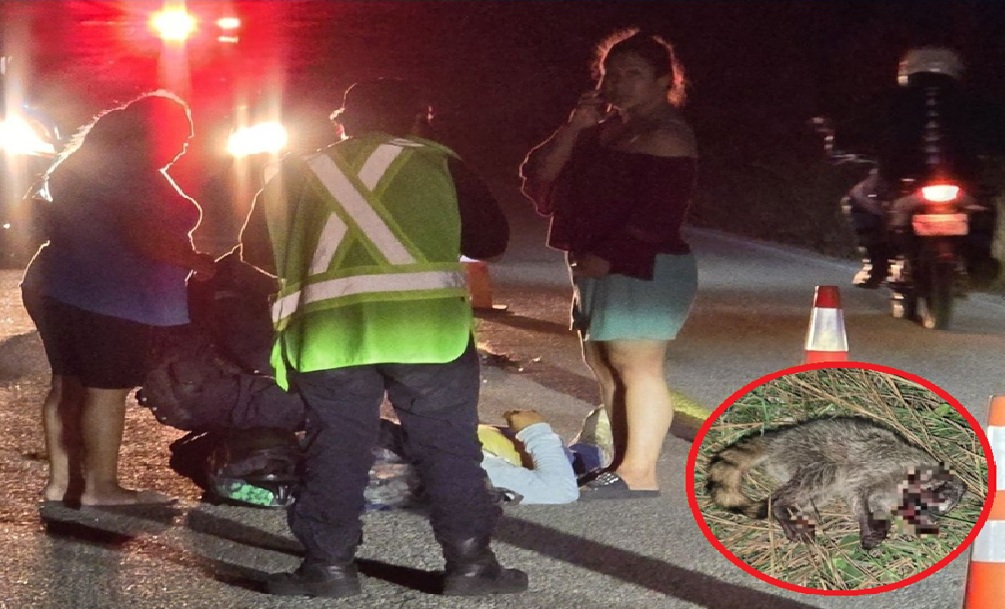 Un motociclista atropella a un mapache y lesiona en la vía Tetiz- Kinchil