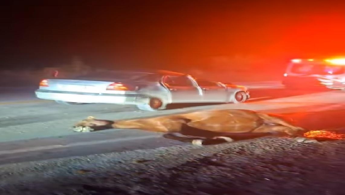 Un conductor choca contra un caballo y destroza su automóvil en la vía Calotmul-Temozón