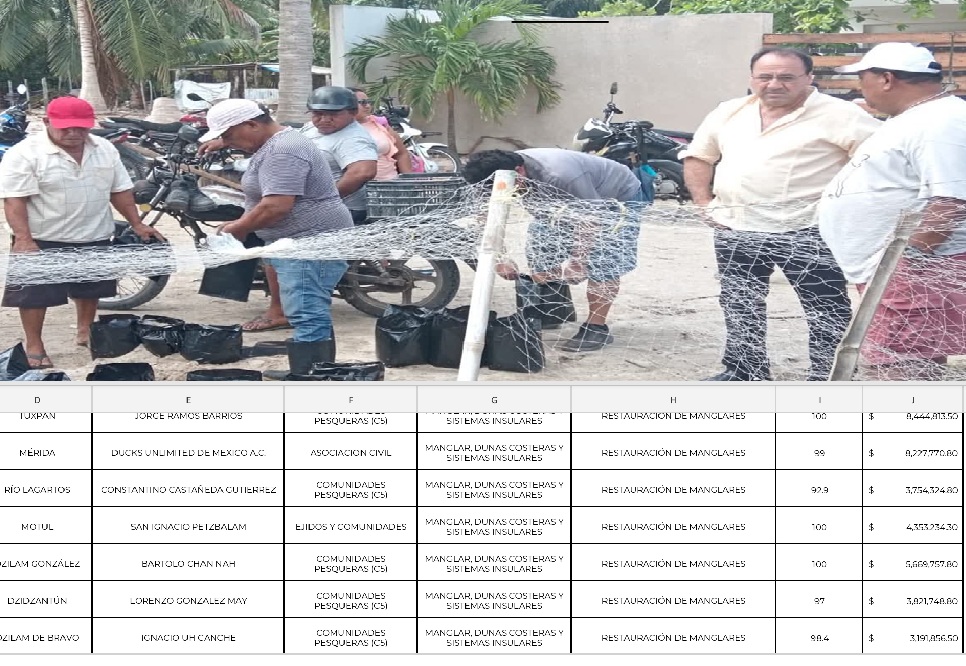 Pescadores de Dzidzantún recibieron casi cuatro millones de pesos por reforestar manglares en Santa Clara