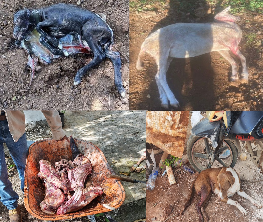 Un granjero dispara a un perro que le mató varios carneros en Seyé