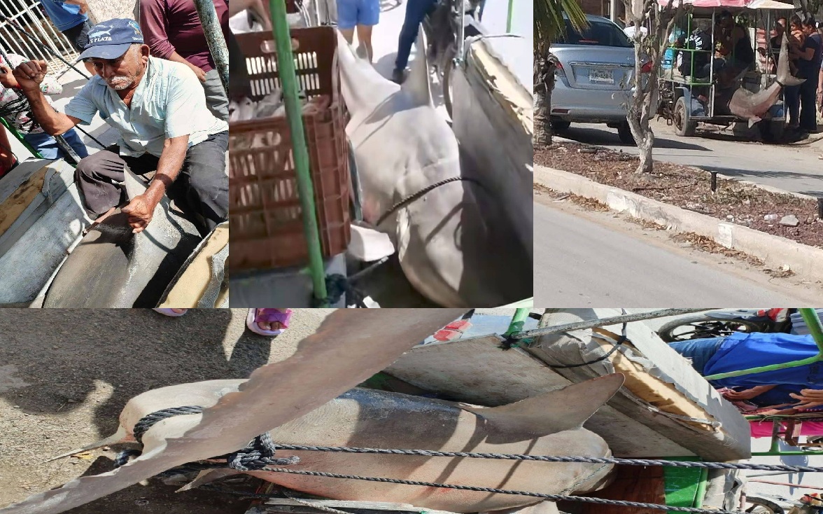 Un pescador captura un tiburón de más de dos metros en la ría de Celestún