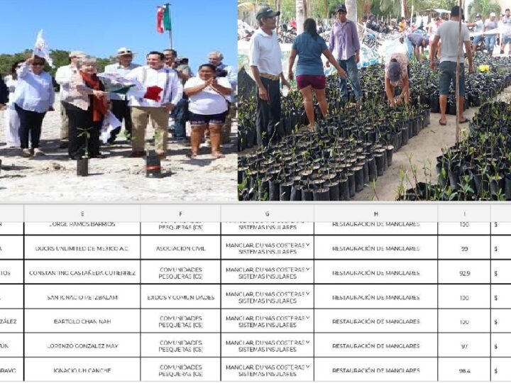 Corrupción en la Conafort Yucatán por más de 29 millones de pesos en programa para reforestar manglares