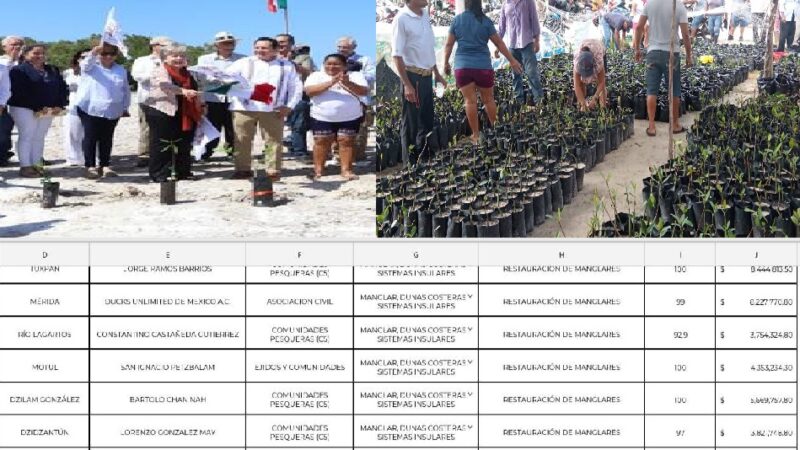 Corrupción en la Conafort Yucatán por más de 29 millones de pesos en programa para reforestar manglares