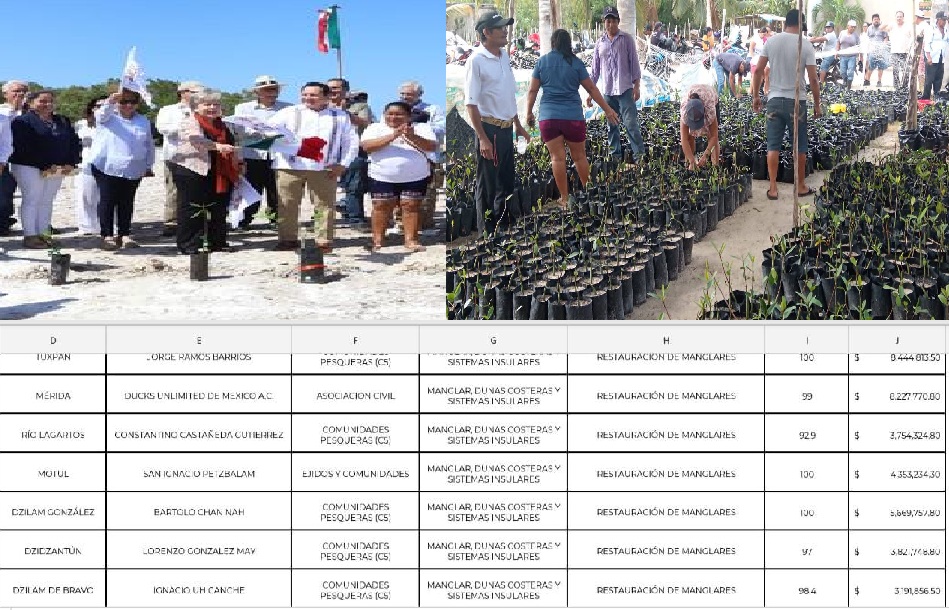 Corrupción en la Conafort Yucatán por más de 29 millones de pesos en programa para reforestar manglares
