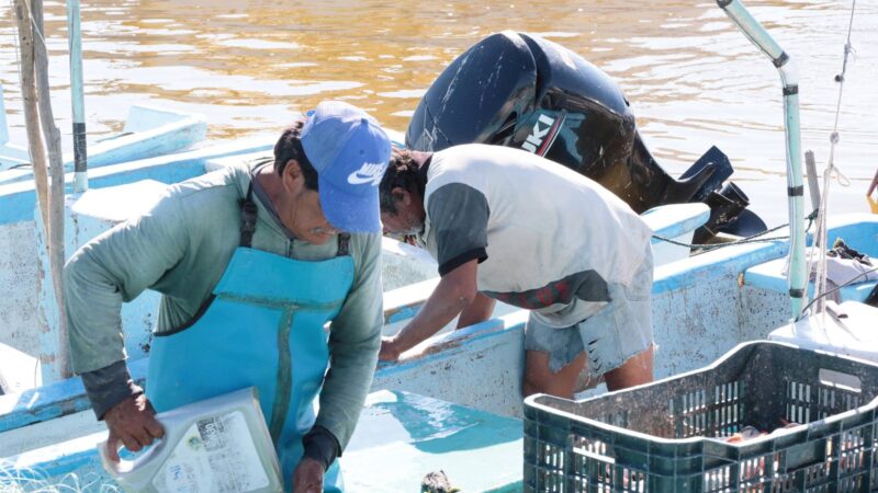 Inicia la “Veda” del mero, pescadores yucatecos recibirán apoyos de 6,600 pesos