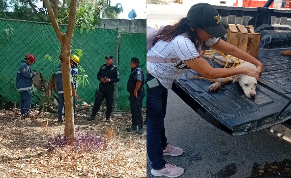 Personal de la policía ecológica rescata a un perrito víctima de maltrato animal en Umán