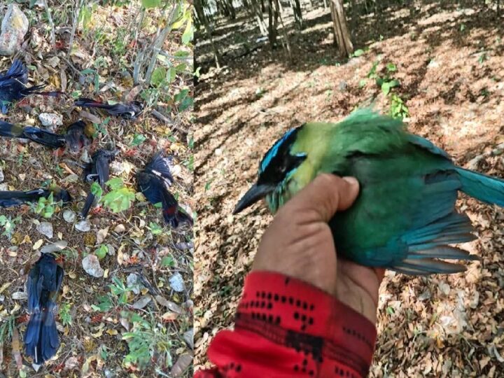 El intenso frio mata pájaros Pich y Toh, y otras aves silvestres en Panabá y Valladolid