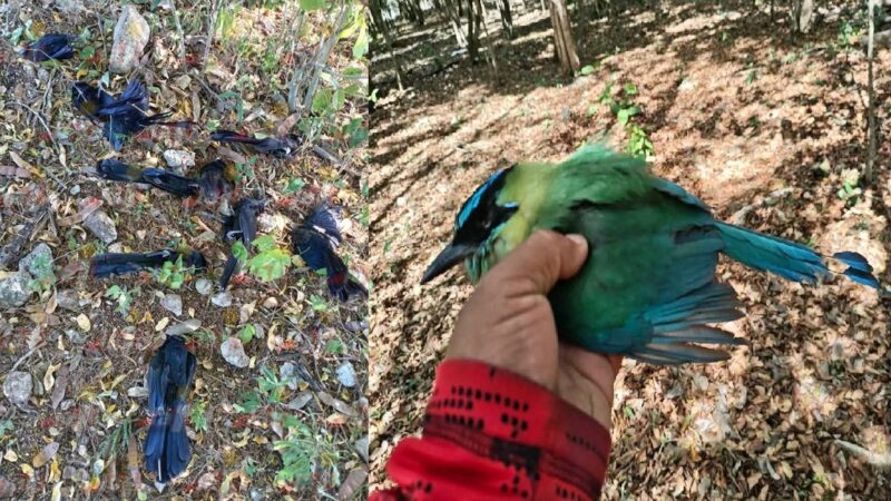 El intenso frio mata pájaros Pich y Toh, y otras aves silvestres en Panabá y Valladolid