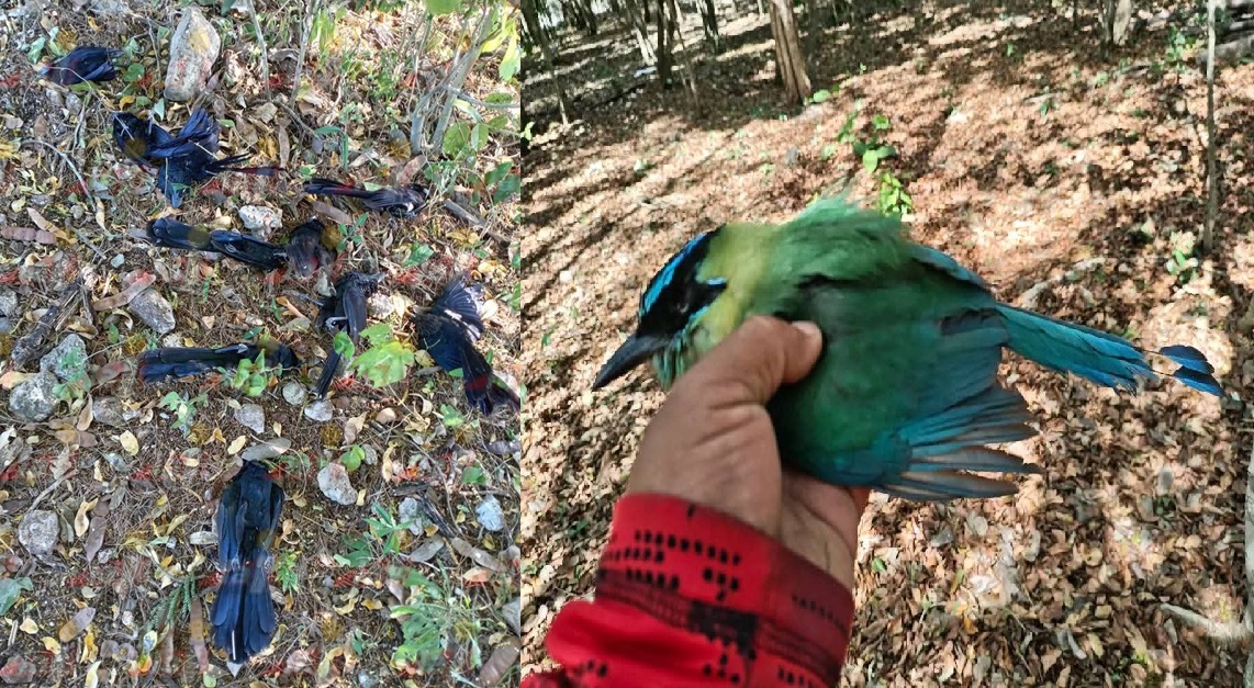 El intenso frio mata pájaros Pich y Toh, y otras aves silvestres en Panabá y Valladolid
