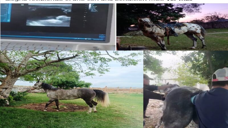 El alcalde de Yobaín no da apoyo médico, pero paga un costoso ultrasonido a una yegua