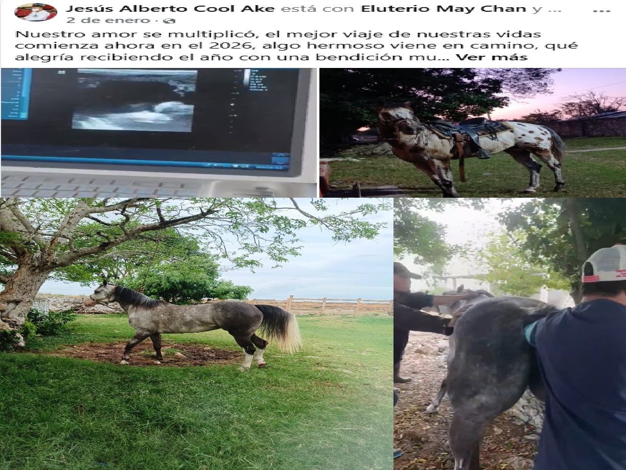 El alcalde de Yobaín no da apoyo médico, pero paga un costoso ultrasonido a una yegua