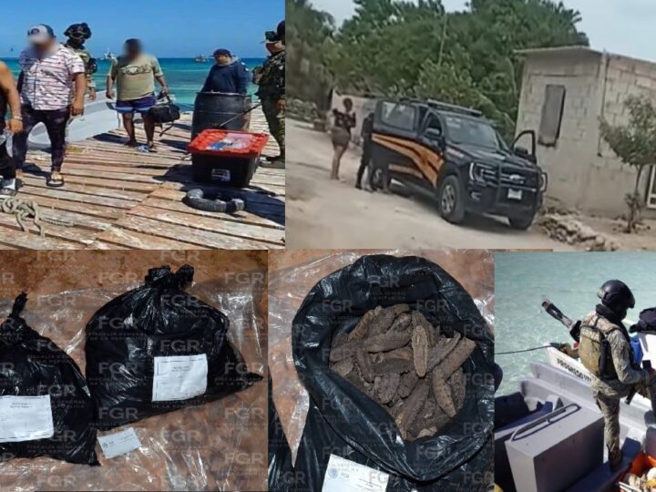 Detiene a tres buzos furtivos en Isla Pérez, Progreso y vinculan a otro en Dzilam de Bravo
