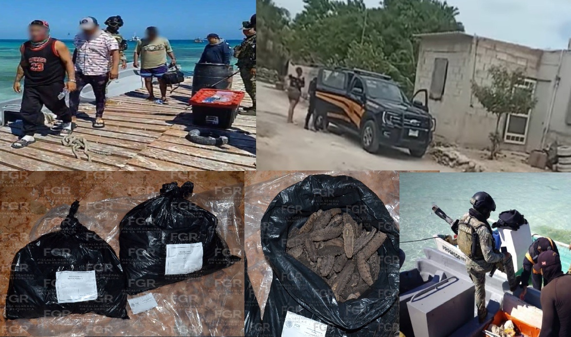 Detiene a tres buzos furtivos en Isla Pérez, Progreso y vinculan a otro en Dzilam de Bravo