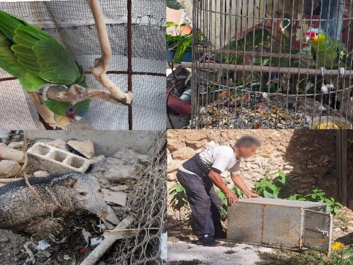 La Profepa rescata 103 animales silvestre en cautiverio en Mérida