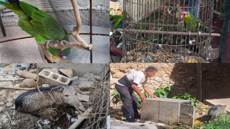 La Profepa rescata 103 animales silvestre en cautiverio en Mérida