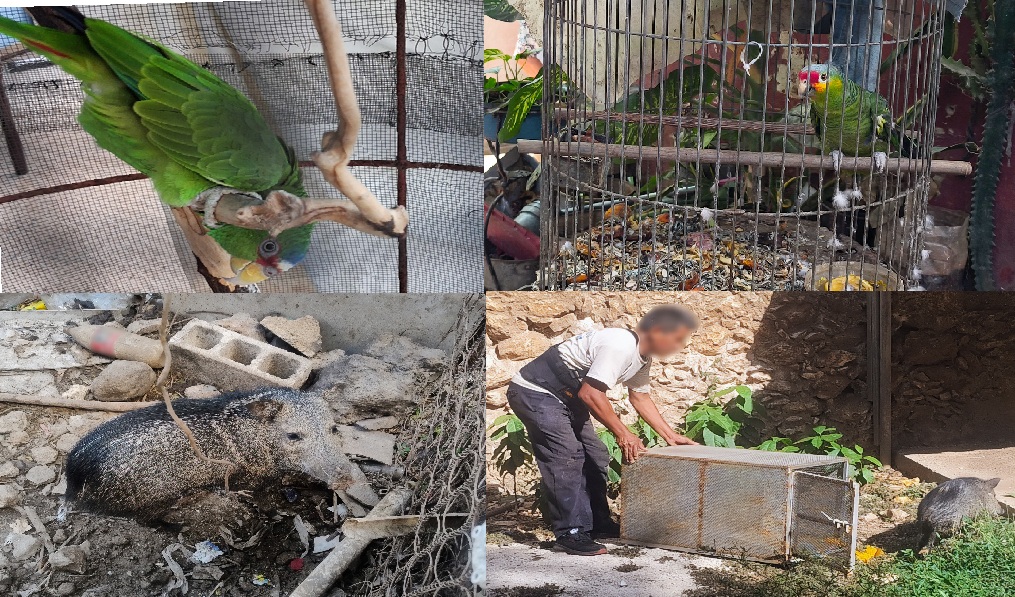 La Profepa rescata 103 animales silvestre en cautiverio en Mérida
