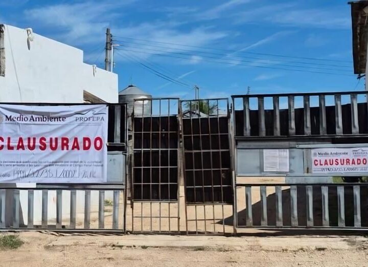 Profepa clausura una granja con más de 12 mil cerdos en Chocholá