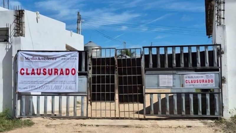 Profepa clausura una granja con más de 12 mil cerdos en Chocholá