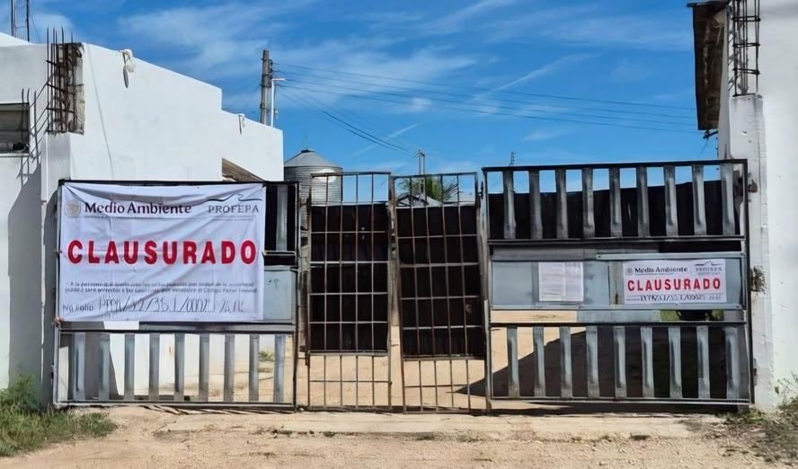 Profepa clausura una granja con más de 12 mil cerdos en Chocholá