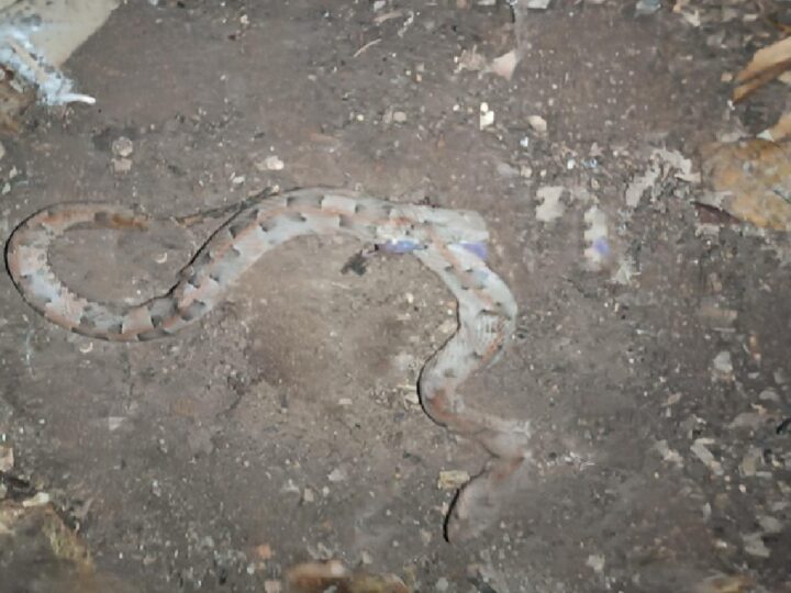 Una serpiente Nauyaca “Cuatro nariz” muerde a un menor en el baño de su casa en Chacsinkín