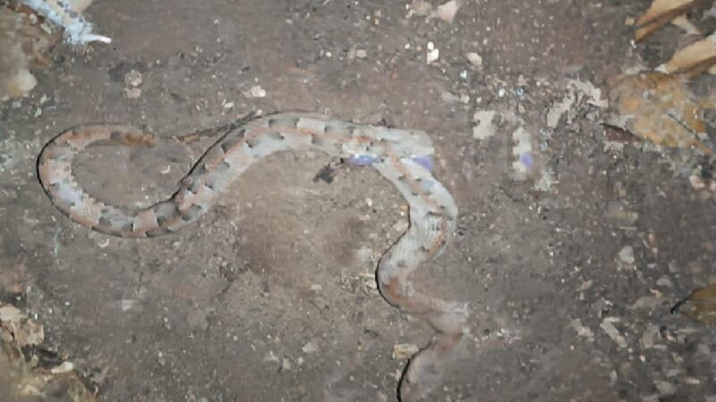 Una serpiente Nauyaca “Cuatro nariz” muerde a un menor en el baño de su casa en Chacsinkín