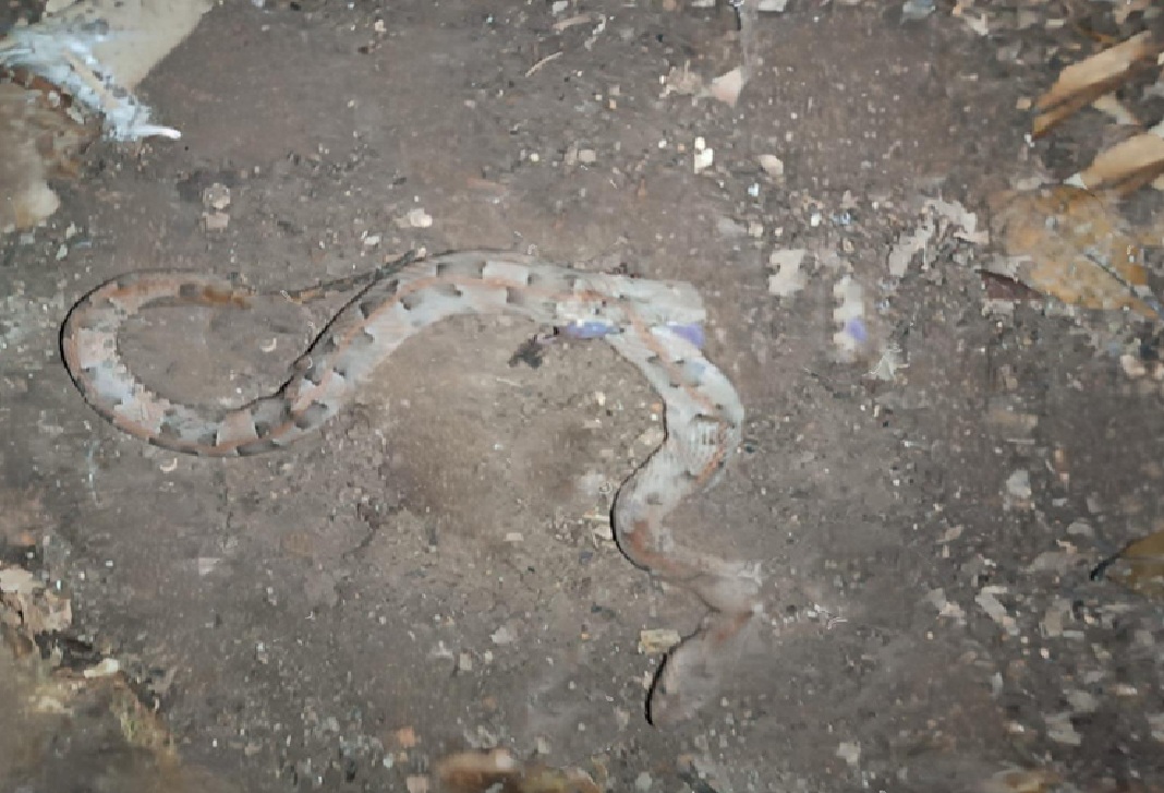 Una serpiente Nauyaca “Cuatro nariz” muerde a un menor en el baño de su casa en Chacsinkín