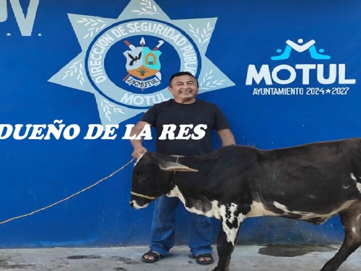 El Sonora detenido por robo de ganado “abigeato” en Motul autoridades lo dejan libre, al devolver al animal