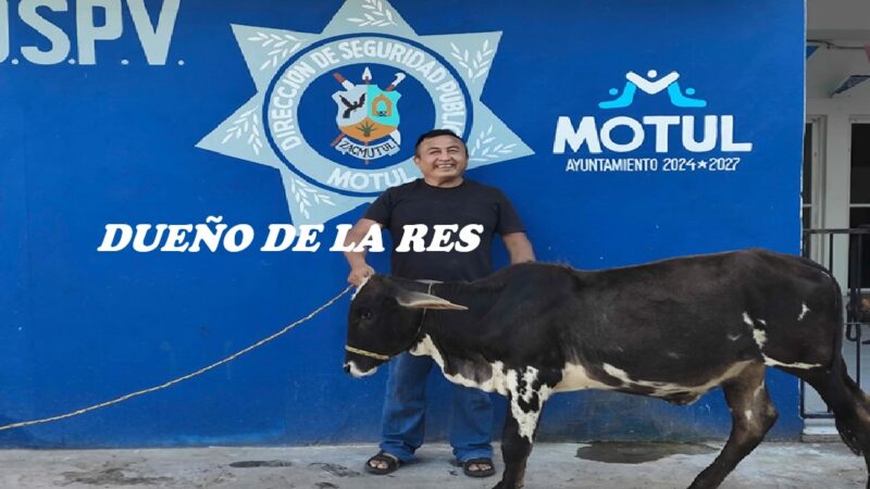 El Sonora detenido por robo de ganado “abigeato” en Motul autoridades lo dejan libre, al devolver al animal