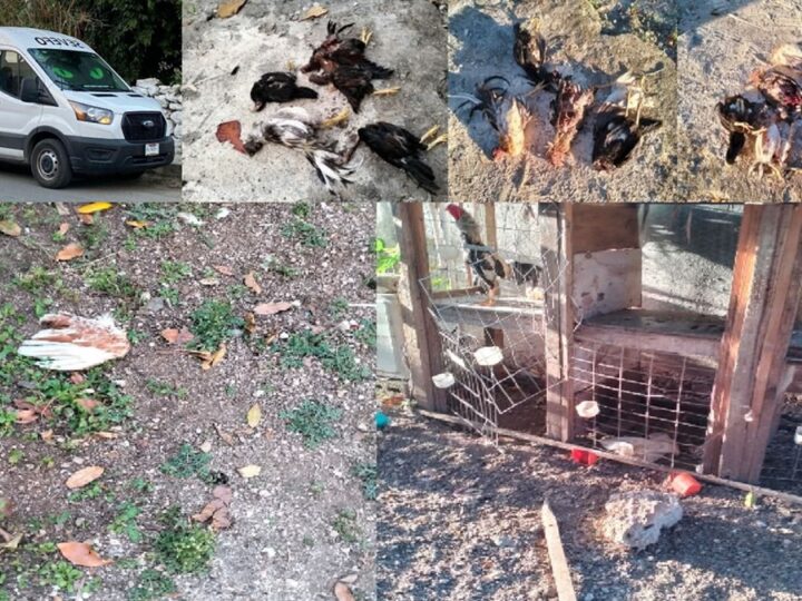 Una jauría de perros mata a decenas de gallos de pelea en una gallera en Cacalchén