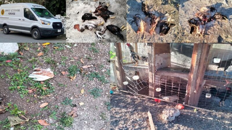 Una jauría de perros mata a decenas de gallos de pelea en una gallera en Cacalchén