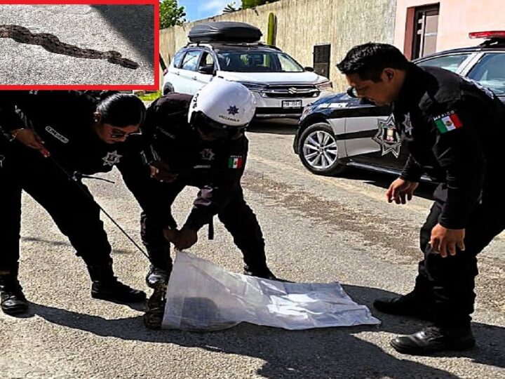Policías de Valladolid rescata una Boa Constrictor en fraccionamiento Vista Alegre