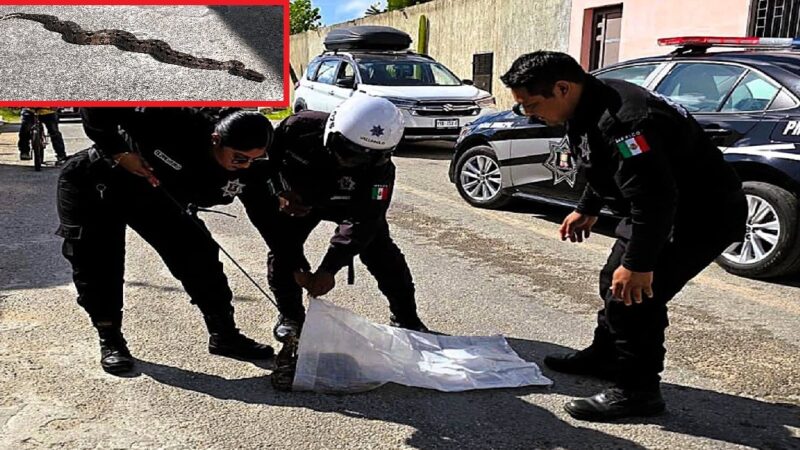 Policías de Valladolid rescata una Boa Constrictor en fraccionamiento Vista Alegre