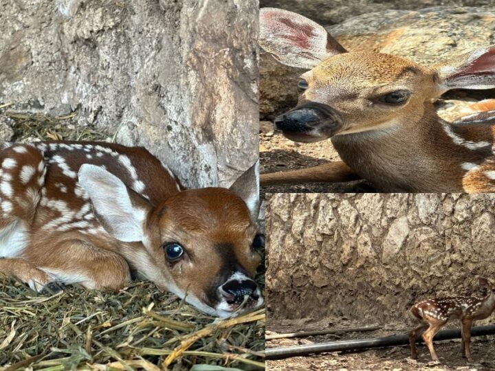 Nacen cinco venaditos cola blanca en el zoológico “La Reina” en Tizimín